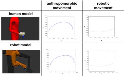 Anthropomorphic or non-anthropomorphic? Effects of biological sex in observation of actions in a digital human model and a gantry robot model